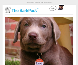 BarkBox email newsletter August 2014